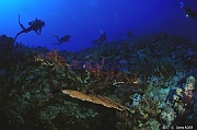Ambiance -Safaga Panomara Reef Sud-36m-20171123-Denis-ADER-DSC_3519_tn